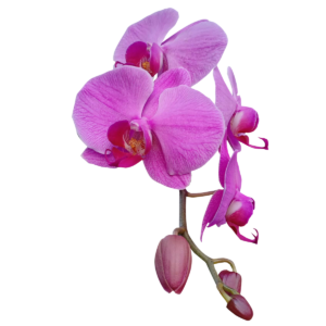 <a href='https://pngtree.com/freepng/orchid-flower_8343988.html'>png image from pngtree.com/</a>